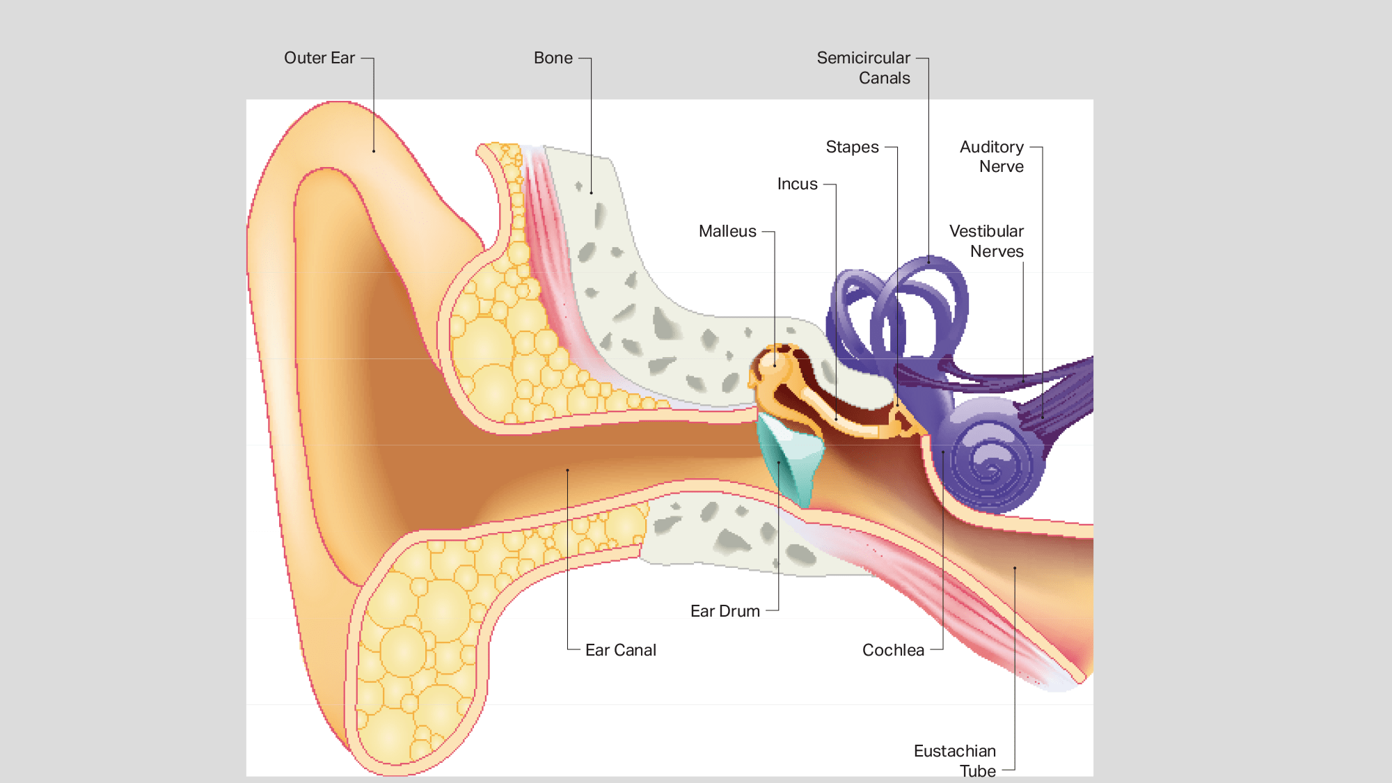 HearUSA understands the anatomy of your year and can explain how hearing loss works