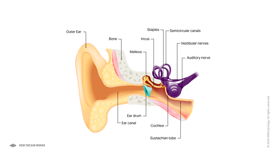 how the inner ear works