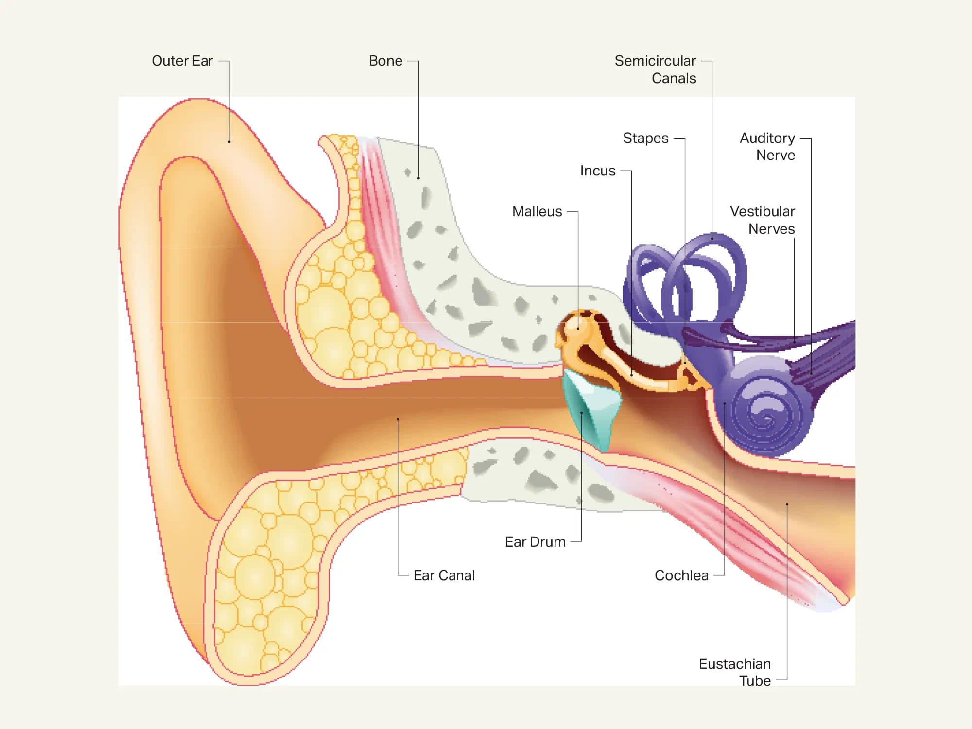 HearUSA understands the anatomy of your year and can explain how hearing loss works